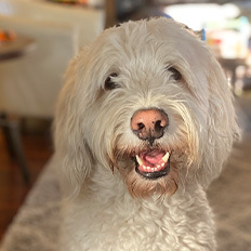 DOG Huckleberry